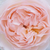 Ružová - Anglická ruža - Ausreef